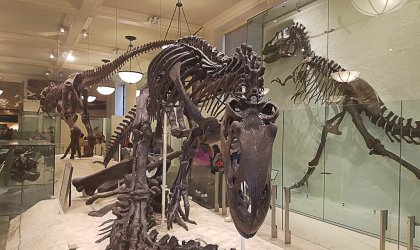Museo Americano de Historia Natural